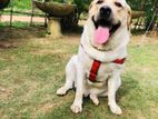 Labrador Retriver for Croosing