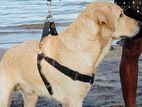 Labrador Retriver for Crossing