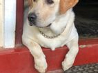 Labrador Retriever Dog For Crossing