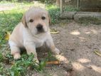 Labrador Retriver