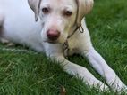 Labrador Retriver