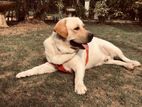 Labrador Retriver Male For Crossing
