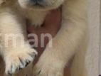 Labrador Retriever Puppy