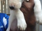 Labrador Retriver Puppies