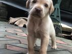 Labrador Retriwer