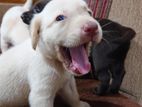 Labrador Retviver Puppies