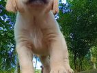 Labrador Retriever Puppy