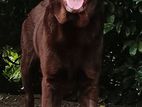 Labrador Retriever for Crossing