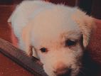 Labrador Retriever Puppy