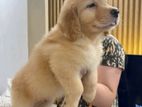 Labrador Retriever Puppy