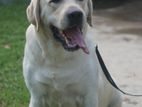 Labrador Dog For Crossing