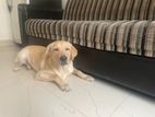 Labrador Dog for Kind Home