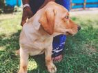 Labrador Puppy