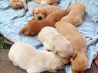 Labrador Mixed Puppies