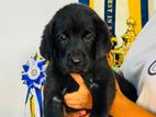 Labradore Dog Black With Gold puppies