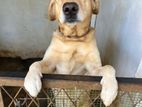 Labradore Retriever