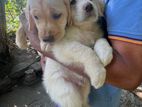 Labradore Retriever Puppies