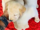Labrador Puppies