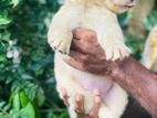 Labradorite Puppy