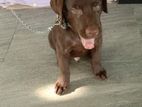 Labrador Puppies Chocolate Brown
