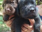 Labradors (Black &Brown)