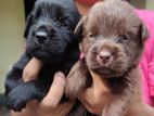Labradors (Black &Brown)