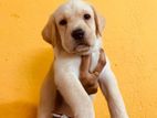 Labradors Puppies