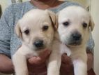 Labradors Puppies