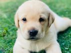 Labrador Puppy
