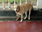 Labrador Male Dog for Crossing