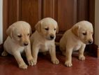 Labradow