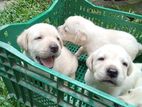 Labrador Puppies