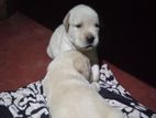 Labrador Puppies