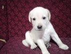 Labradro Puppies