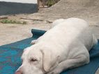 Labrador Male Dog - Aurudu 3 Hamari