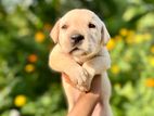 Labrador Puppies