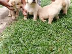 Labrador Puppies