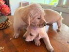 Labrador Puppies