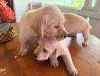 Labrador Puppies