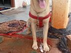 Labrador Dog for Kind Home