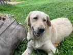 Labrado Female Dog