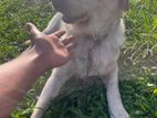 Labrador Female Dog