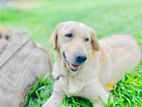 Labrador Female Dog