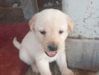 labrador Retriever Puppy