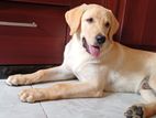 Labrador Dog