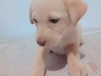 Labrador Puppies
