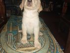 Labrador Puppies