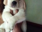 Labrador Puppies
