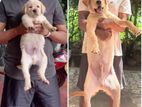 Labrado Retriever Male Puppy