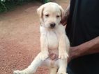 Labrador Puppy